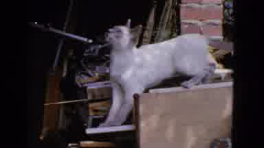San Francisco California (1963): Cat Looking Up To Climb On Things To Crawl Up A