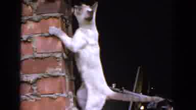 San Francisco California (1963): A White Agile Cat Climbing Straight Up A Small