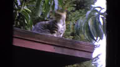 San Francisco California (1963): Cat Grooming Itself Outside