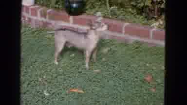 San Francisco California (1963): Cats And Dogs Outside