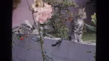 San Francisco California (1963): Cat Sitting On A Sall