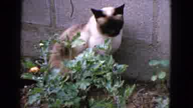 San Francisco California (1963): A White And Black Faced Cat Sitting Near A Cement