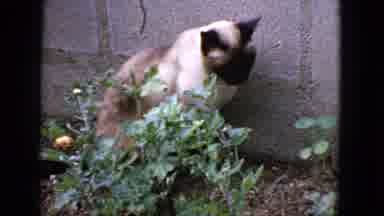 San Francisco California (1963): Siamese Cat Sits Walks And Rolls Around In Garden