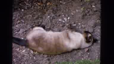 San Francisco California (1963): Two Cats Exploring And Relaxing Separately In A