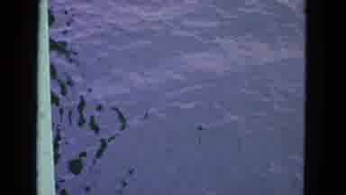 San Francisco California (1963): Fishing With A Net In A Lake