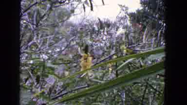San Francisco California (1963): Beautiful Yellow Flowers In A Home Garden A