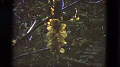 San Francisco California (1963): Footage Of A Yellow Flower And People Picking Up
