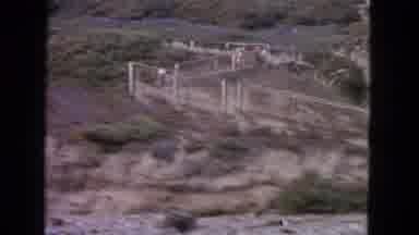 San Francisco California (1963): Animals Walk Inside Of Fenced Area At Animal Park