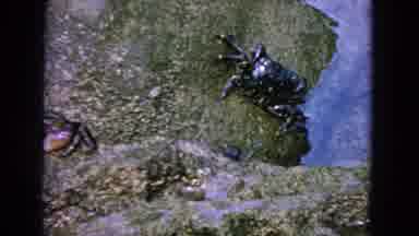 San Francisco California (1963): Two Sea Crabs Playing On Rocks Near Water