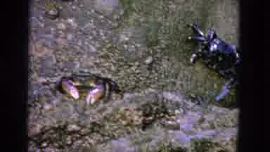 San Francisco California (1963): Crabs On The Stone Feeding On The Stones I A