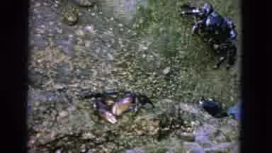 San Francisco California (1963): Survival Of The Fittest Three Crabs Moving Around