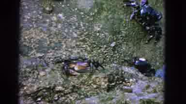 San Francisco California (1963): A Girl Climbing The Rocky Desert Mountain In A