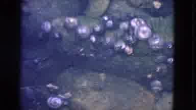 San Francisco California (1963): Underwater Small Crab Seashells And Mussels In