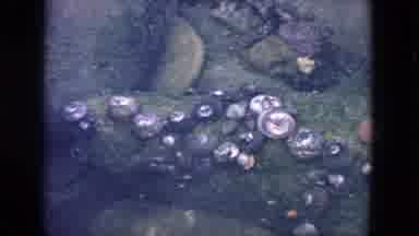 San Francisco California (1963): Barnacles In The Ocean And An Ocean View With The