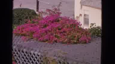 San Francisco California (1963): Pink Flowers On A Horizontal Trellis And Then The