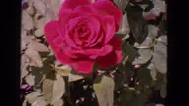 San Francisco California (1963): Camera Captures A Lovely Single Rose Bouncing