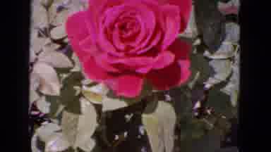 San Francisco California (1963): Red Roses In Bloom Blowing In The Wind With Green
