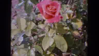 San Francisco California (1963): Rose Bush Behind House