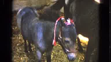 Walworth Wisconsin USA (1963): Donkey Standing In Astable Asking Appears To Ask