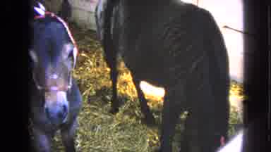 Walworth Wisconsin USA (1963): Animals In Barn Stalls Feeding On Hay Wearing