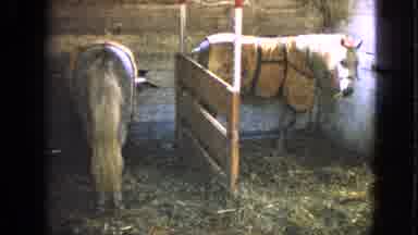 Walworth Wisconsin USA (1963): A City Or County Fair With Snacks And Animals On