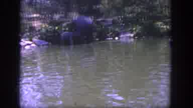 Disneyland California (1962): Family Of Elephants Enjoying The Shade And Cool