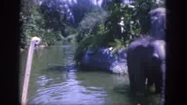 Disneyland California (1962): Elephant Robots On Jungle Shore