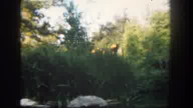 Disneyland California (1962): The House Is Surrounded By Trees Between Pool In