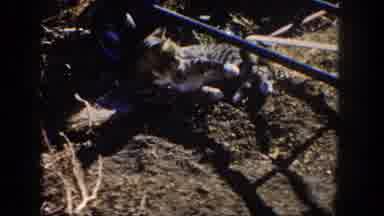 San Diego California (1962): Kitten In The Dump