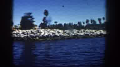 San Diego California (1962): Footage Of A Lot Of Sand Bags Lining The Coast Filmed