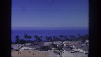 San Pedro California (1962): Row Of Palm Trees Face The Ocean Beach