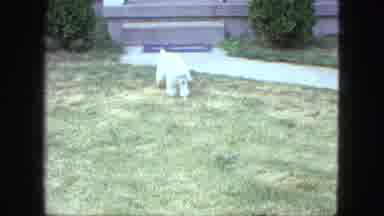 Saint Paul Minnesota (1963): The Animal Is Doing Something In The Garden