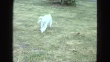 Saint Paul Minnesota (1963): White Dog Runs Around And Explores Front Porch And