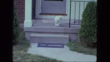 Saint Paul Minnesota (1963): A Dog On Top Of Steps Then Playing With Owner