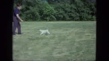 Saint Paul Minnesota (1963): Dog Playing Fetch With A Man On A Lawn On A Nice Day