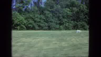 Saint Paul Minnesota (1963): Man And Dog Playing In A Yard