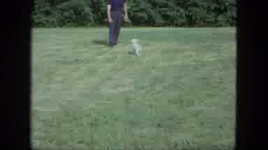 Saint Paul Minnesota (1963): Man Playing Fetch With A Energetic Small White Pet