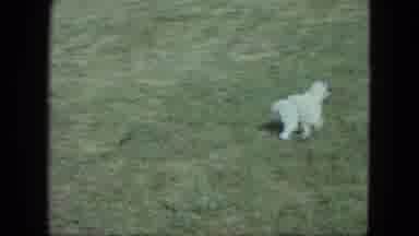 Saint Paul Minnesota (1963): A Dog Runs And Plays In A Meadow With Its Owner