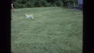 Saint Paul Minnesota (1963): A Man And His Dog Playing Fetch In Their Yard