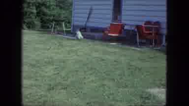 Saint Paul Minnesota (1963): A Man Playing With His White Dog By Throwing A Ball