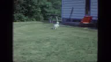 Saint Paul Minnesota (1963): Puppies On A Blanket Playing Running Barking House