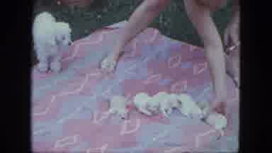 Saint Paul Minnesota (1963): Five Little White Poodle Puppies On A Blanket Near