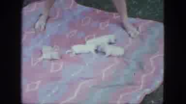 Saint Paul Minnesota (1963): White Person With Cigarette In Hand Placing Puppies
