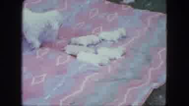 Saint Paul Minnesota (1963): Five White Puppies On Blanket Outside With Mama Dog