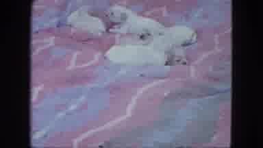 Saint Paul Minnesota (1963): Five Labrador Puppies On A Vintage Ping And Blue