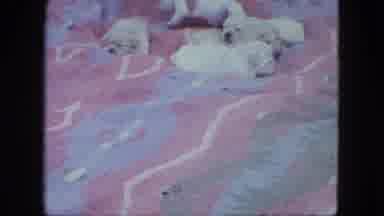 Saint Paul Minnesota (1963): Puppy Dogs Being Placed On A Blanket While The Others
