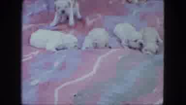Saint Paul Minnesota (1963): Baby Puppies Crawl Around On The Pink And Blue