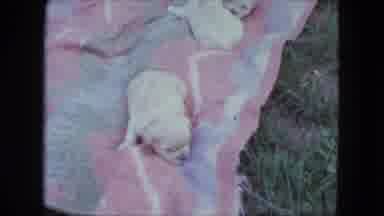 Saint Paul Minnesota (1963): The Animal Is Sitting Very Enjoying In The Ground