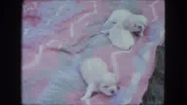 Saint Paul Minnesota (1963): The Little Dogs Are In The Cloth Very Cute To Seeing