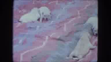 Saint Paul Minnesota (1963): Newborn White Dog Puppies On A Blanket Outside
